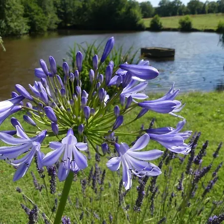 La Hangottiere - Lumineux, Nature Et Etang * Parennes